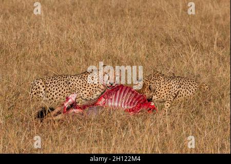 Due ghepardi, Acinonyx jubatus, che si nutrono di una uccisione più selveta. Masai Mara National Reserve, Kenya. Foto Stock
