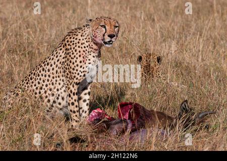 Due ghepardi, Acinonyx jubatus, che si nutrono di una uccisione più selveta. Masai Mara National Reserve, Kenya. Foto Stock