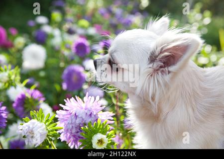 Chihuahua bianco fioriture in giardino. Ritratto di un chihuahua dai capelli lunghi, primo piano. Foto Stock