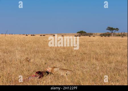 Due ghepardi, Acinonyx jubatus, che si nutrono di una uccisione più selveta. Masai Mara National Reserve, Kenya. Foto Stock