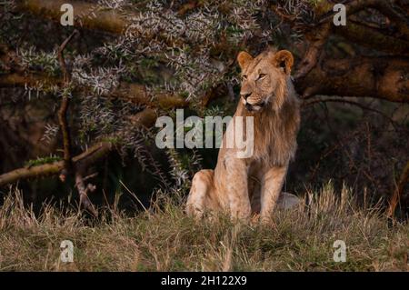 Ritratto di un leone maschile sub-adulto, Panthera leo. Masai Mara National Reserve, Kenya. Foto Stock