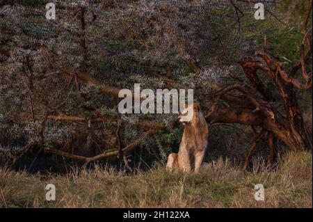 Ritratto di un leone maschio sub-adulto, Panthera leo, che riposa vicino ad un albero. Masai Mara National Reserve, Kenya. Foto Stock