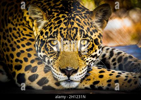 Primo piano su Jaguar Head Foto Stock