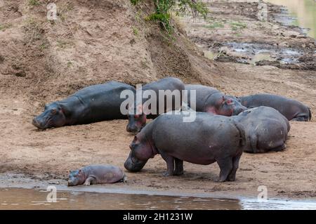 Ippopotamo, ippopotamo anfibio, e un bambino sul bordo di una piscina d'acqua. Masai Mara National Reserve, Kenya. Foto Stock