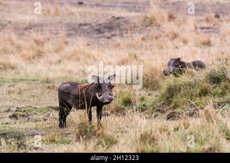 Ritratto di un warthog, Phacochoerus africanus, sulla savana. Masai Mara National Reserve, Kenya. Foto Stock