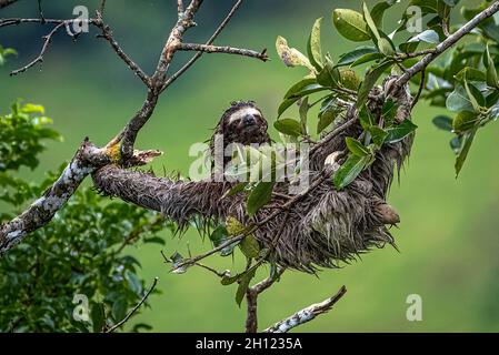 Bagnato marrone-Throated tre-toed sloth alto in un albero nella foresta pluviale Foto Stock