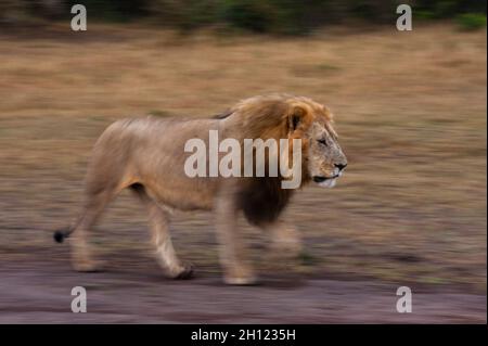 Un leone maschio, Panthera leo, pattugliando la savana. Masai Mara National Reserve, Kenya. Foto Stock