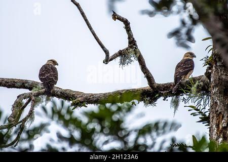 Coppia di uccelli caracara a testa gialla arroccati su un ramo Foto Stock
