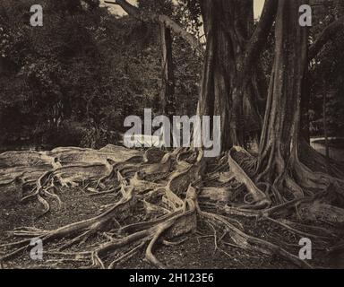 Struttura in gomma, Assam, India (Ficus elastica), c.1880s. Charles T. Scowen (britannico). Albume stampa dal collodio umido negativo; immagine: 22 x 27,8 cm (8 11/16 x 10 15/16 in.); mascherino: 40,6 x 50,8 cm (16 x 20 in.). Foto Stock