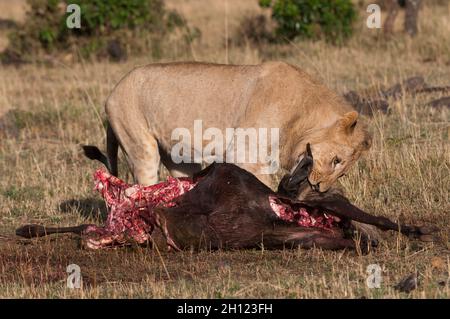Un leone maschio, Panthera leo, che si nutrono di un uccisione più selvesta. Masai Mara National Reserve, Kenya. Foto Stock