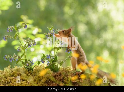 il giovane scoiattolo rosso guarda lontano dai fiori comfrey Foto Stock