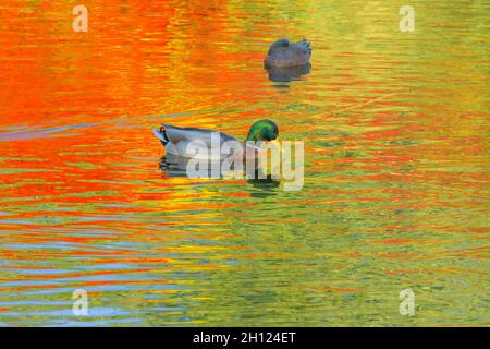 Mallard anatra, riflessi di colore autunno, stagno, acqua. Foto Stock