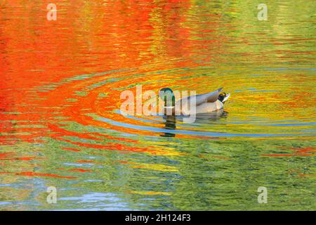 Mallard anatra, riflessi di colore autunno, stagno, acqua. Foto Stock