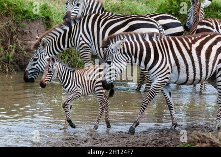 Pianure zebras, Equus quagga, e un colt a waterhole. Masai Mara National Reserve, Kenya. Foto Stock