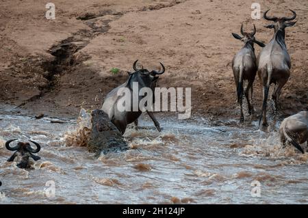 Un coccodrillo del Nilo, Crocodilus niloticus, attaccando un wildebeest, Connochaetes taurinus, attraversando il fiume Mara. Fiume Mara, Riserva Nazionale Masai Mara Foto Stock