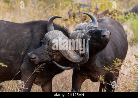 Due bufali africani, il caffè Syncerus, sparring. Riserva del gioco di Mala Mala, Sudafrica. Foto Stock