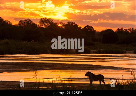 Un leone dalle sagome, Panthera leo, che cammina lungo il fiume sabbia al tramonto. Sand River, riserva di caccia di Mala Mala, Sudafrica. Foto Stock