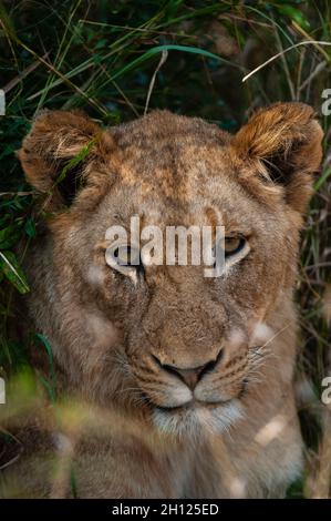 Primo piano ritratto di un leone riposante, Panthera leo. Riserva del gioco di Mala Mala, Sudafrica. Foto Stock
