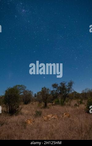 Un orgoglio dei leoni, Panthera leo, che riposa sotto un cielo pieno di stelle. Riserva del gioco di Mala Mala, Sudafrica. Foto Stock