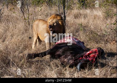 Un leone, Panthera leo, che si nutrono di una carcassa africana di bufalo, il caffer Syncerus. Riserva del gioco di Mala Mala, Sudafrica. Foto Stock