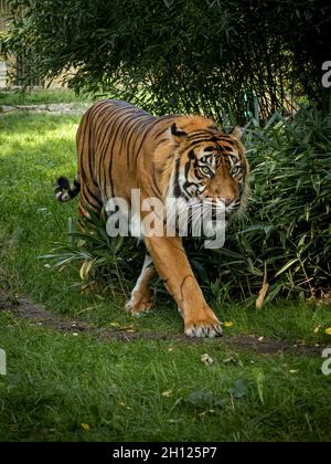 Primo piano di una tigre bengala che cammina sull'erba. Foto Stock