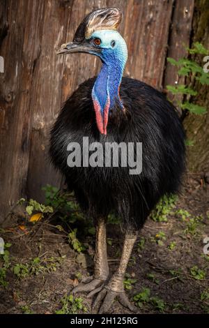 Ritratto di un cassowary meridionale, un uccello esotico, senza luce. Foto Stock