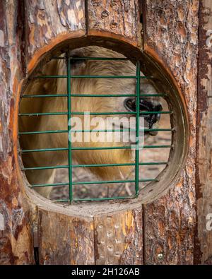 Primo piano di un takin, guardando attraverso una finestra barred in giardino zoologico. Foto Stock