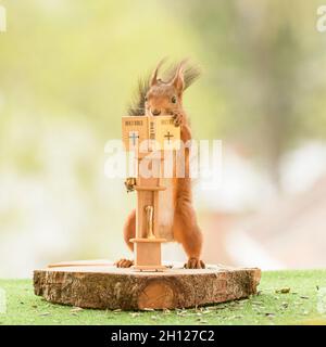 lo scoiattolo rosso sta leggendo una bibbia con una tazza nelle mani Foto Stock