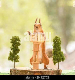 lo scoiattolo rosso sta leggendo una bibbia con una tazza nelle mani Foto Stock