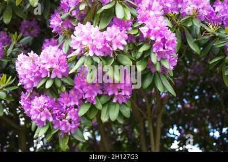 Arbusto di un rosa fiorente e lilla rododendro. Piante fiorite in natura e in città. Foto Stock
