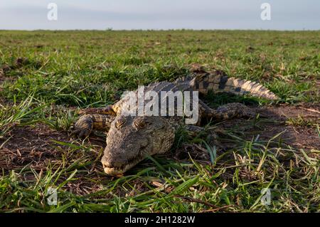 Primo piano di un coccodrillo del Nilo, Crocodilus niloticus, crogiolando su una riva del fiume Chobe. Fiume Chobe, Parco Nazionale di Chobe, Botswana. Foto Stock