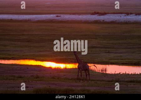 Una giraffa meridionale, Giraffa camelopardalis, sulle rive del fiume Chobe al tramonto. Fiume Chobe, Parco Nazionale di Chobe, Botswana. Foto Stock