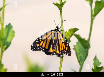 Femmina farfalla monarca, Danaus plexippus, poggiante su una foglia di Althea, Rosa di Sharon. Kansas, Stati Uniti. Foto Stock