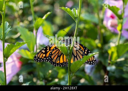 Farfalla Monarch, Danaus plexippus, che riposa su un arbusto Althea in fiore, Rosa di Sharon in luce solare retroilluminata. Kansas, Stati Uniti. Foto Stock