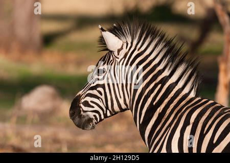 Primo piano ritratto di una pianura o zebra di Burchell, Equus burchellii. Zona di concessione di Khwai, Okavango, Botswana. Foto Stock