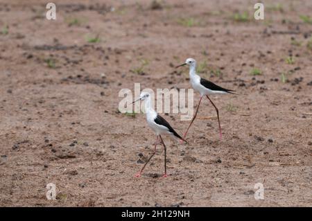 Un ritratto di due palafitte ad alare nera, Himantopus himantopus, a piedi. Zona di concessione di Khwai, Okavango, Botswana. Foto Stock