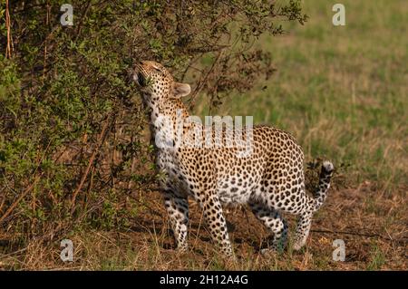 una femmina leopardo, Panthera pardus, lasciando segni di profumo come lei pattuglia il suo territorio. Concessione Khwai, Delta Okavango, Botswana. Foto Stock