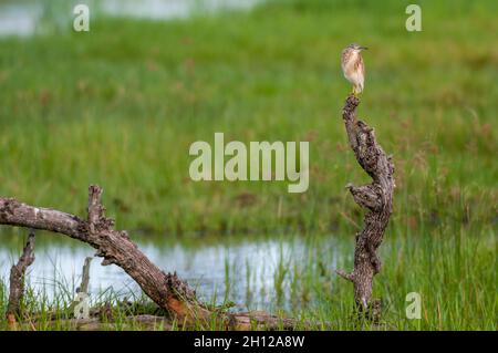 Un airone di squacco, Ardeola ralloides, che si aggirano su un albero morto. Concessione Khwai, Delta Okavango, Botswana. Foto Stock
