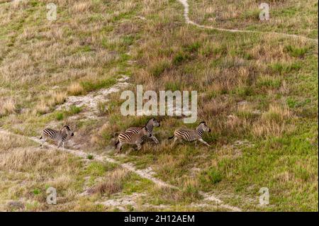 Una vista aerea di pianure zebre, Equus burchellii, corsa. Delta Okavango, Botswana. Foto Stock