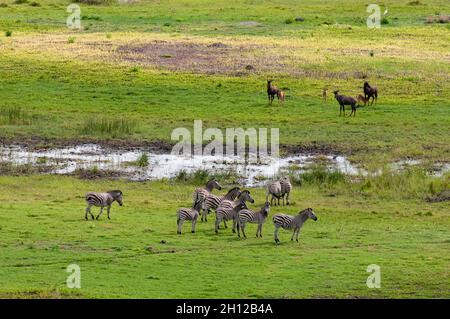 Una vista aerea di un gregge di zebre pianure, Equus burchellii, e alcuni tsessebes, Damaliscus lunatus. Delta Okavango, Botswana. Foto Stock