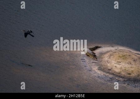 Veduta aerea di un darter africano che vola sopra i coccodrilli del Nilo, Crocodylus niloticus. Un coccodrillo è in acqua, l'altro è appoggiato su una riva. Foto Stock