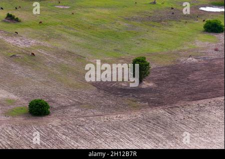 Una vista aerea degli animali che pascolo su terreni agricoli. Delta Okavango, Botswana. Foto Stock