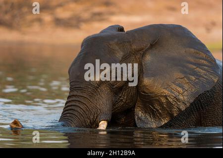 Un elefante africano, Loxodonta africana, che attraversa il fiume Chobe. Fiume Chobe, Parco Nazionale di Chobe, Botswana. Foto Stock