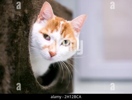 Un gatto shorthair che sbuccia da un letto di gatto coperto e guarda la macchina fotografica Foto Stock