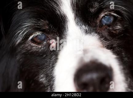 Un cane anziano con una cisti sebacea infiammata vicino al suo occhio Foto Stock