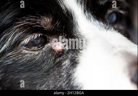 Un cane anziano con una cisti sebacea infiammata vicino al suo occhio Foto Stock