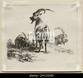 Animalia: Tre capre, 1635-83. Nicolaes Berchem (olandese, 1620-1683). Incisione; Foto Stock