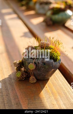 Houseleek pianta con muschio in un pentolino molto piccolo Foto stock -  Alamy