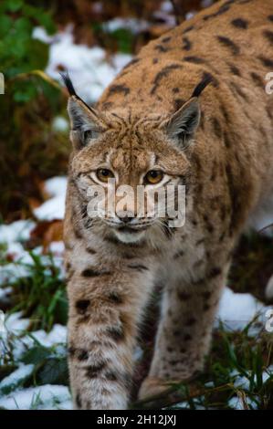 Ritratto di una lynx europea, lynx Lynx, camminando nella neve. Parco Nazionale Bayerischer Wald, Baviera, Germania. Foto Stock