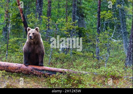 Un orso bruno europeo, Ursus arctos arctos, in piedi su un tronco morto. Kuhmo, Oulu, Finlandia. Foto Stock